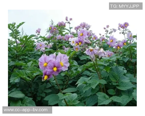 今日趣图：土豆开花的奇妙瞬间与枪手夺冠的美好期待